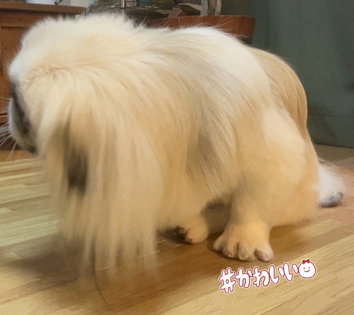gammo_pombro's tweet photo. あら!こんなところにクリームパンが😳💗 https://t.co/z30LVARuyA