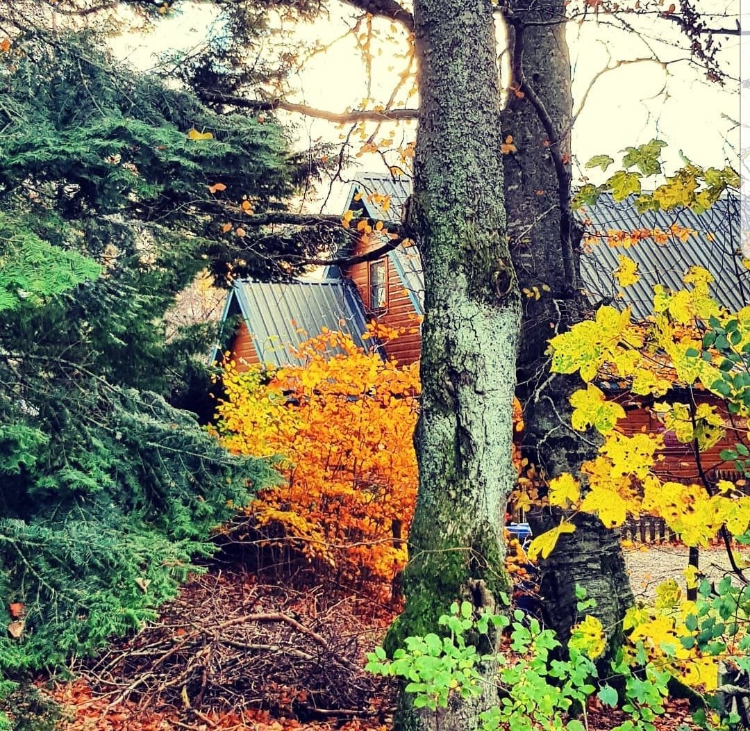 Baltinna  - hiding amongst the trees 🧡🍁🍂
#autumninscotland #autumngold #AutumnVibes #cooriein #Baltinna #Highlands #visitcairngorms #wherestagsroar #nurtureinscotland