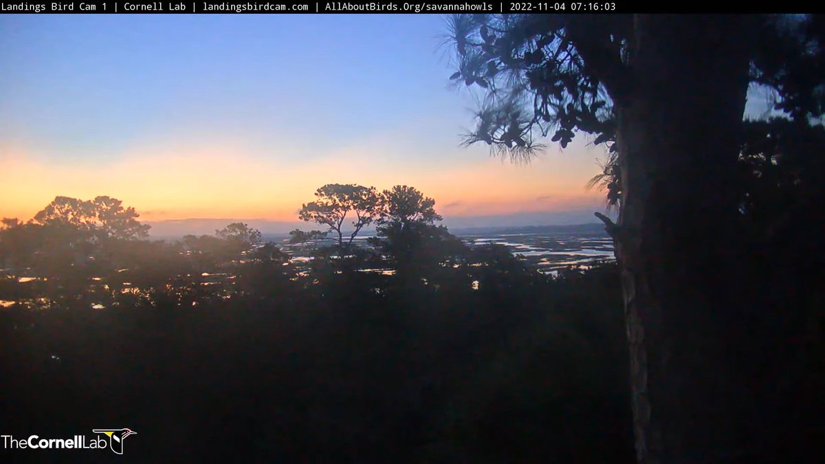 SavannahNest's tweet photo. 07:16, 11/4   Good morning, Savannah nest fans! https://t.co/eQxNPdvq3T