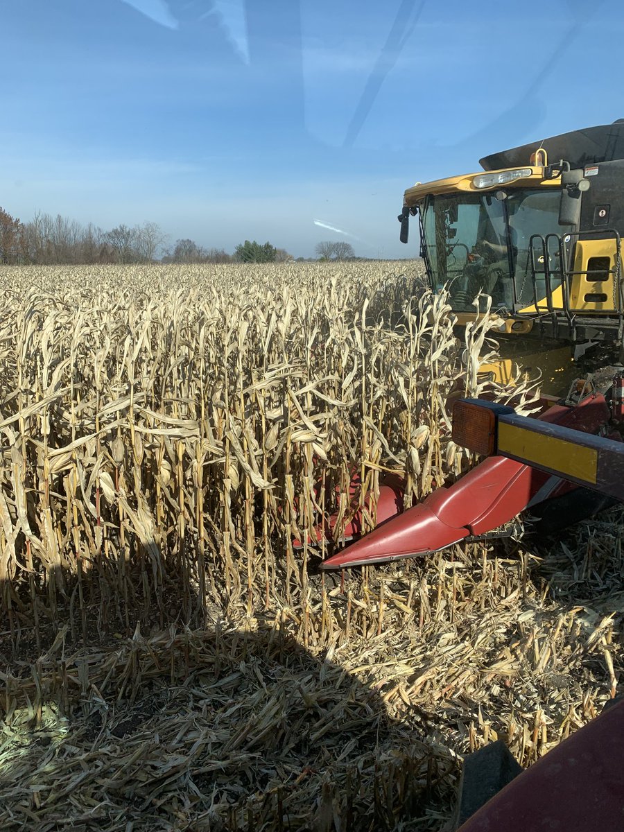 Beauty day for corn harvest.