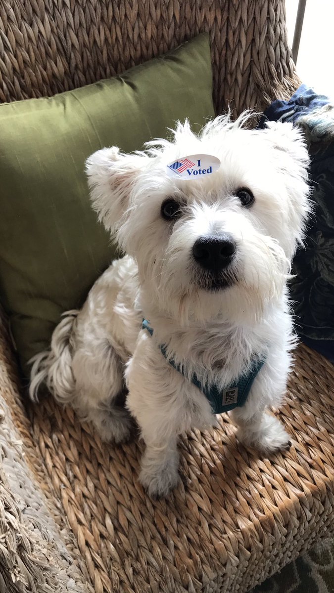 MINDPOPaustin's tweet photo. Let’s go for a walk—to the polls. 

First, read @AustinISD school board candidates’ positions on the arts and creative learning: https://t.co/jzEFvHmQvW

Everything is paw-sible when we paw-ticipate. Unleash our community’s power. Vote!

#TxEd #AISDProud #SomosAISD #ElectionDay https://t.co/LsUES7CpNi