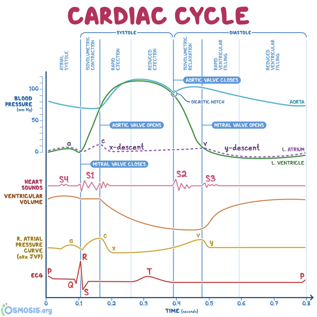 Cardiac Cycle Labeled