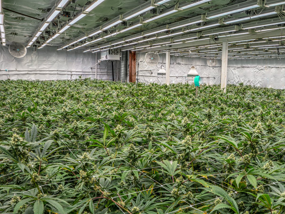 _THCDesign's tweet image. Good morning! #thcdesign #cultivars #californiagrown #kush