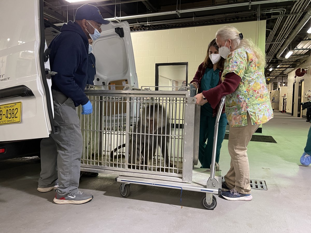 Tweet by NC State Vet Medicine