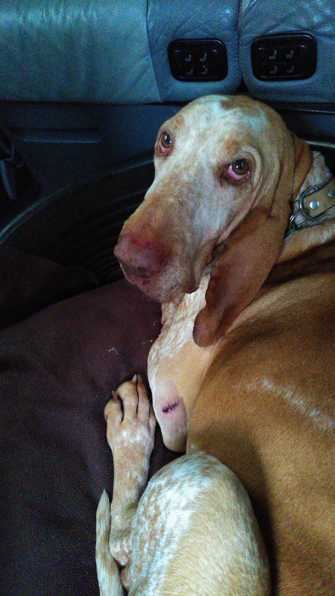 tjerk koopmans tweet media