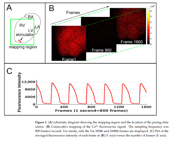 jayjay_lu's tweet image. Interesting paper with calcium transient data done by optical mapping!

#opticalmapping #Cardiology #Langendorff #arrhythmia #cardiotoxicity #heart #cardiotwitter