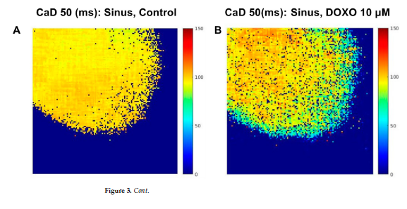 Interesting paper with calcium transient data done by optical mapping!

#opticalmapping #Cardiology #Langendorff #arrhythmia #cardiotoxicity #heart #cardiotwitter