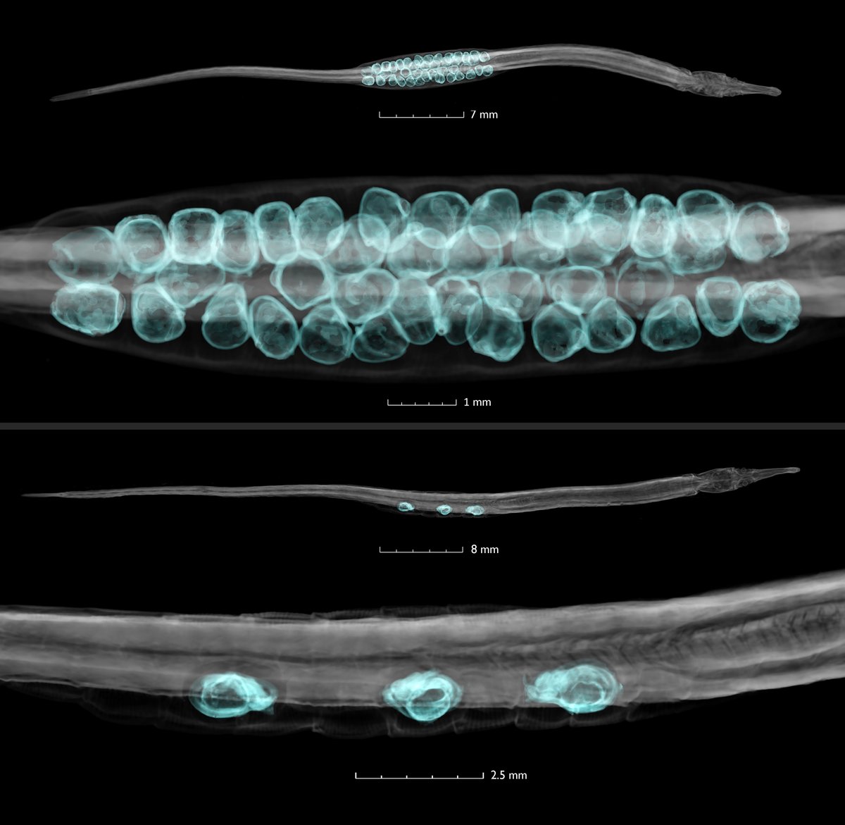 Look how pollution and habitat change is effecting egg clutch size of Gulf pipefish. Developing embryos in blue. Top: normal population, bottom: affected population. New Paper: Population decline of Gulf pipefish (Syngnathus scovelli) @SharkScience