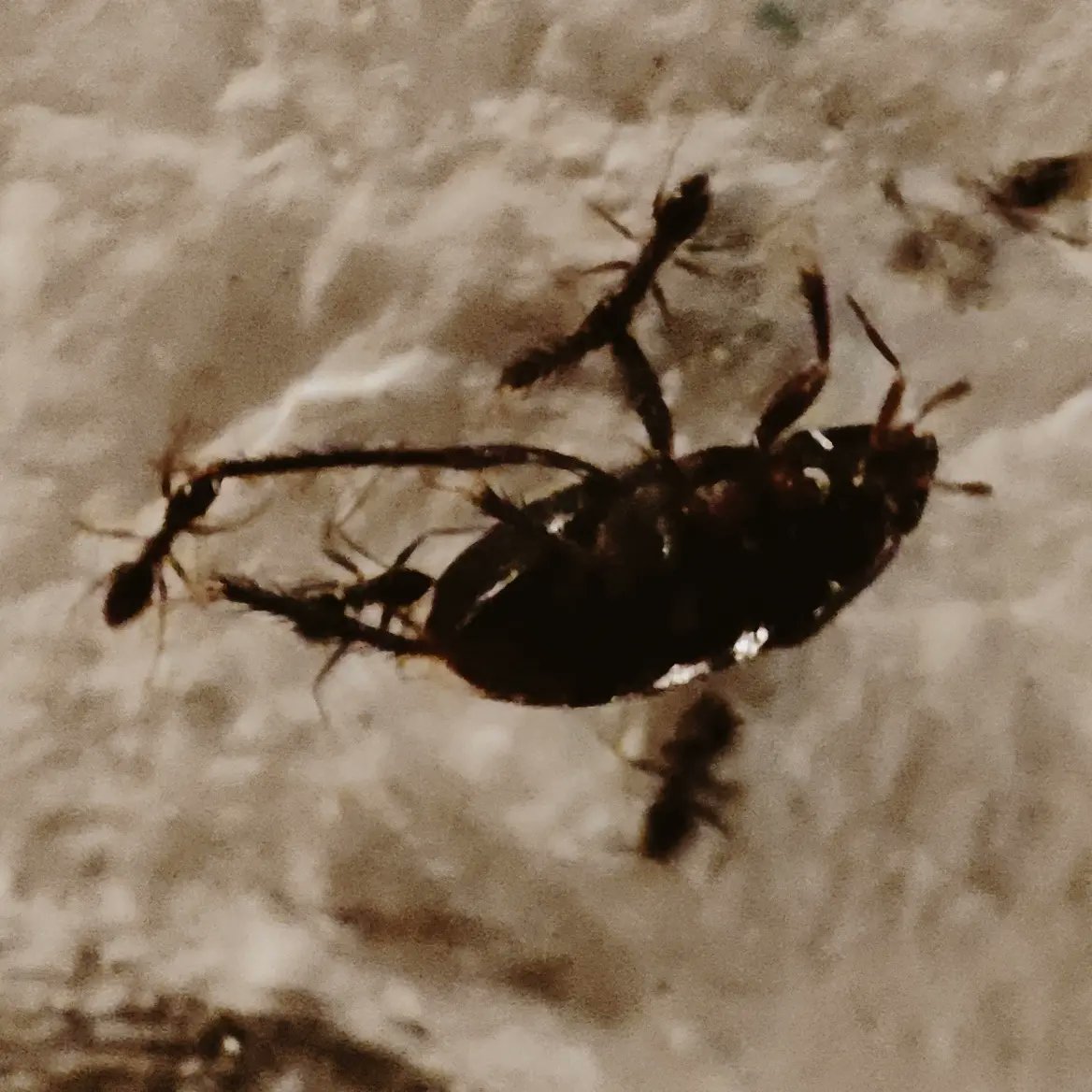 سیاهی های دوّار