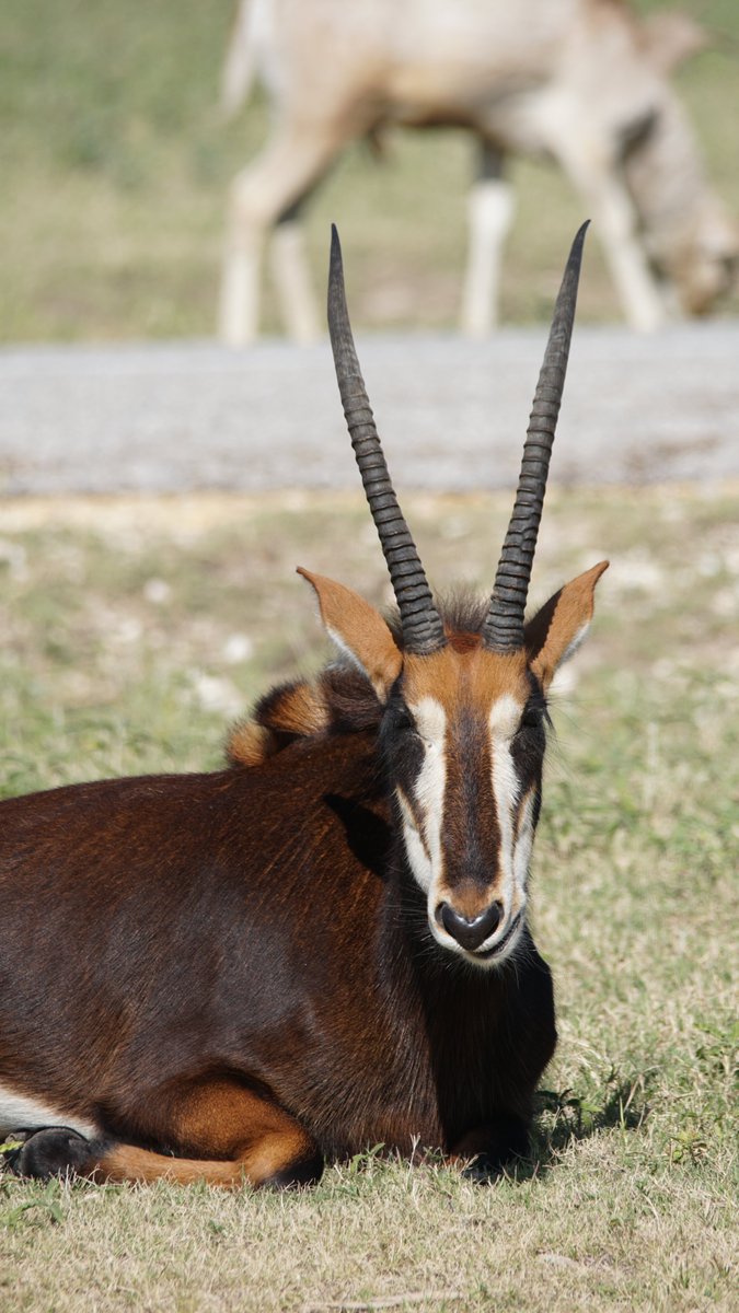 Sable are another matriarchal antelope species! The females, right, have a chocolate brown coat, while the males have the dark black fur that gives the species its name