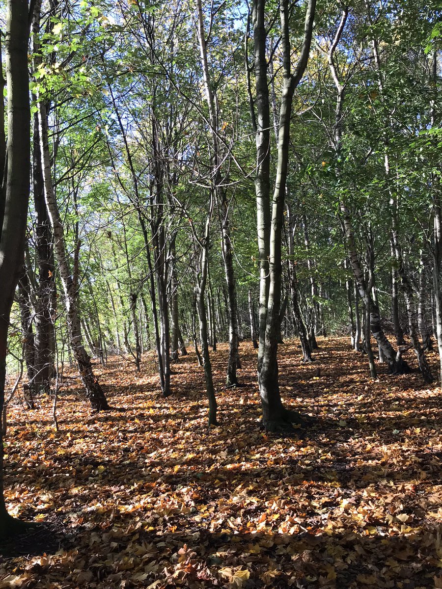 pippit28's tweet photo. Making the most of a beautiful morning while it lasts #Trees #Autumnwatch by myself + #Dog not in shot https://t.co/1fLAZbGPMS
