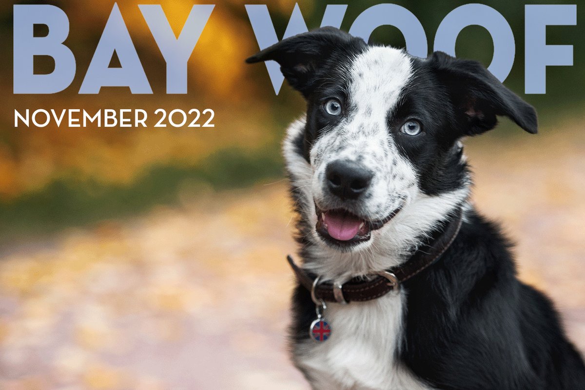 Bay Woof Foundation tweet media