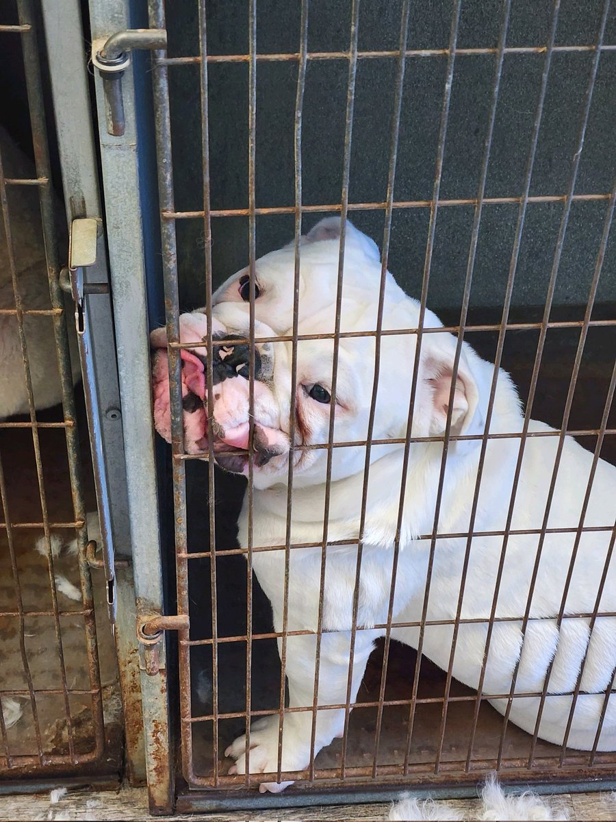 RyanTrainorUGA's tweet photo. Munson bout to bust outta this cage, he's ready for gameday! GO DAWGS! https://t.co/EHR9q0cwrL