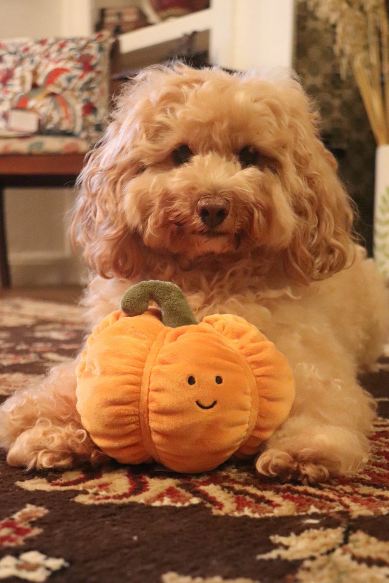 PumpkinMoonBear's tweet photo. I love my new pumpkin toy💛
                  🐾🎃🐾

#Dogs #dogsoftwitter #dogslife #pumpkin #FridayFeeling https://t.co/ohuBHbZAQR