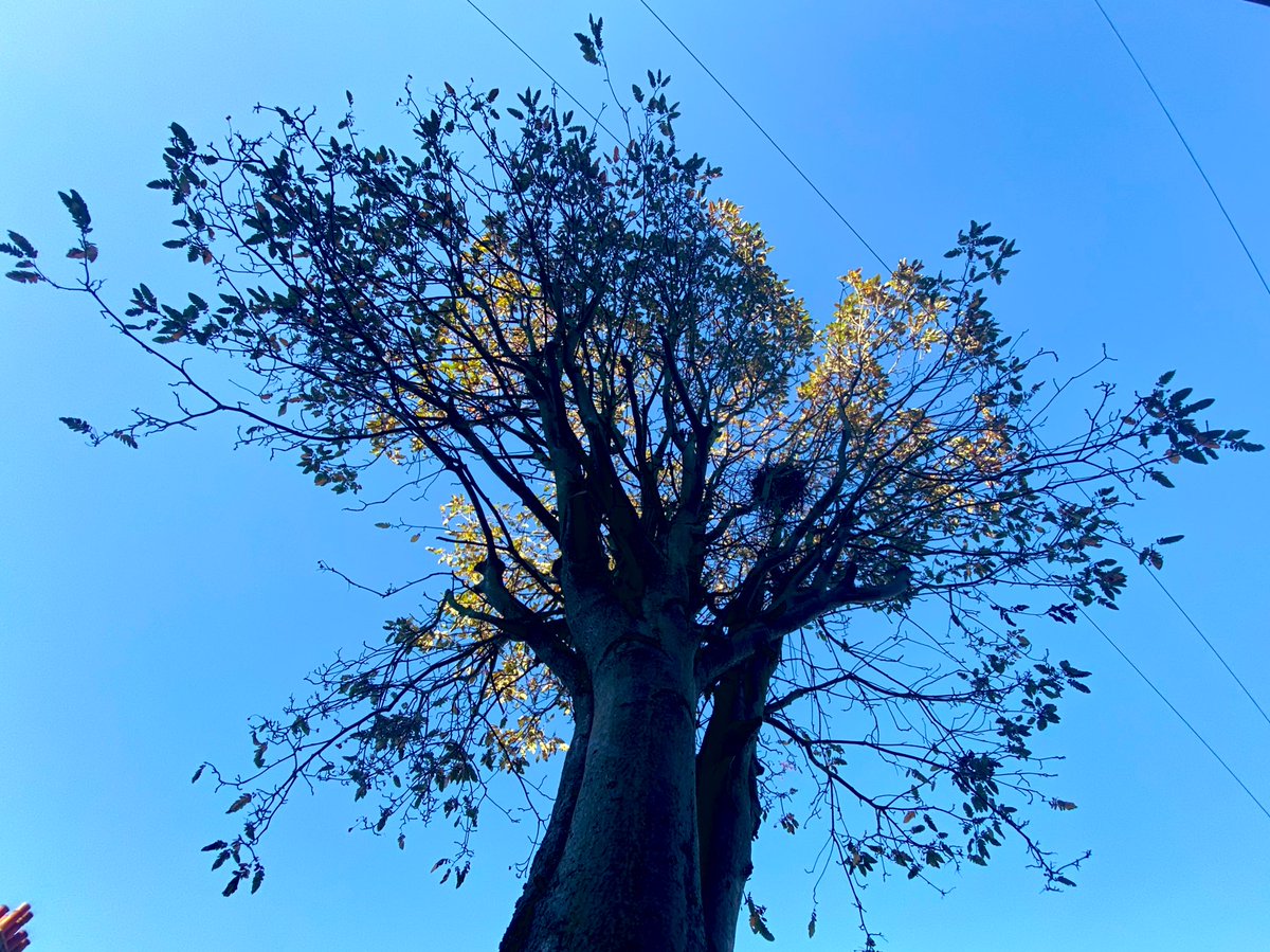 LizIxer's tweet photo. The November light is so clear and makes tree tops shine: these Harringay #StreeTrees, London plane; hawthorn; silver birch are lit up by the sun’s rays. Can you see the nest in the hawthorn? #NoticeNature -autumn edition https://t.co/yNKGe2f8oz