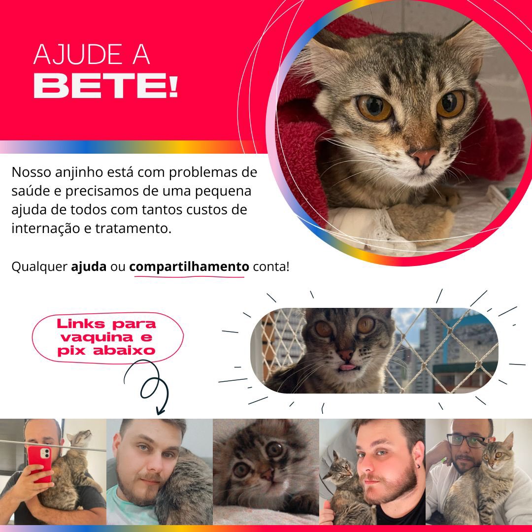 rodsoliveira_'s tweet photo. Hoje queria contar um pouco da história da Beterraba, gatinha do @mmaikeb e @FProetsch.

A Beterraba, Bete para os íntimos, foi resgatada atrás de uma calota de carro em meio a uma tempestade. Foi acolhida e adotada para ganhar muito amor, sachês e carinho. https://t.co/sV1vA9lCIy