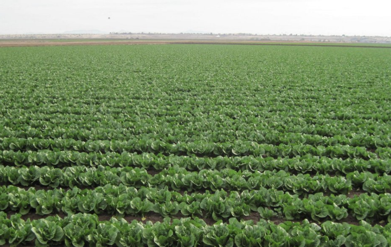 usdaFSA's tweet photo. Our Noninsured Crop Disaster Assistance Program (NAP) helps you manage risk thru coverage for both crop losses and planting prevented due to natural disasters. "Noninsured” crops include ag commodities not covered by federal crop insurance. https://t.co/ooFGHa4ICx https://t.co/RMwAZ6KHLP