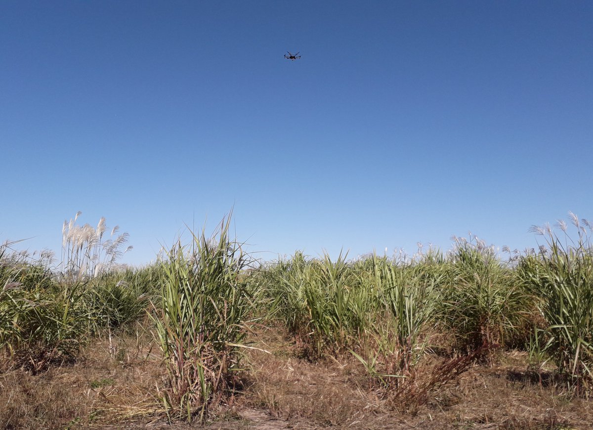 CABBI researchers combined machine learning &amp; 3-D drone imaging to create a powerful new tool to measure growth in #miscanthus.

The result is a faster and cheaper way to evaluate the most promising varieties of this next-generation #bioenergy crop! 🌱

➡️ cabbi.bio/cabbi-team-add…