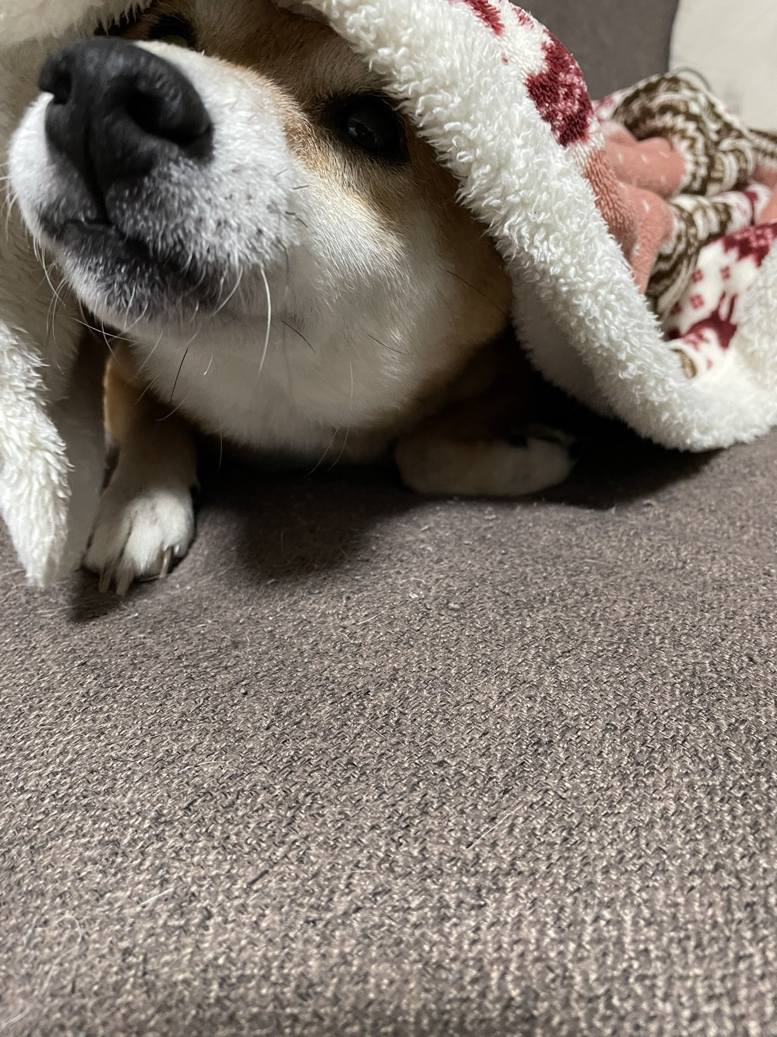 毛布犬 Twitter Search Twitter