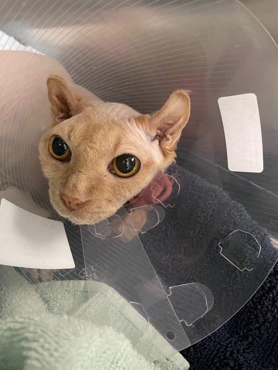 PEEWEE AKA BURGER 🧡 tweet media