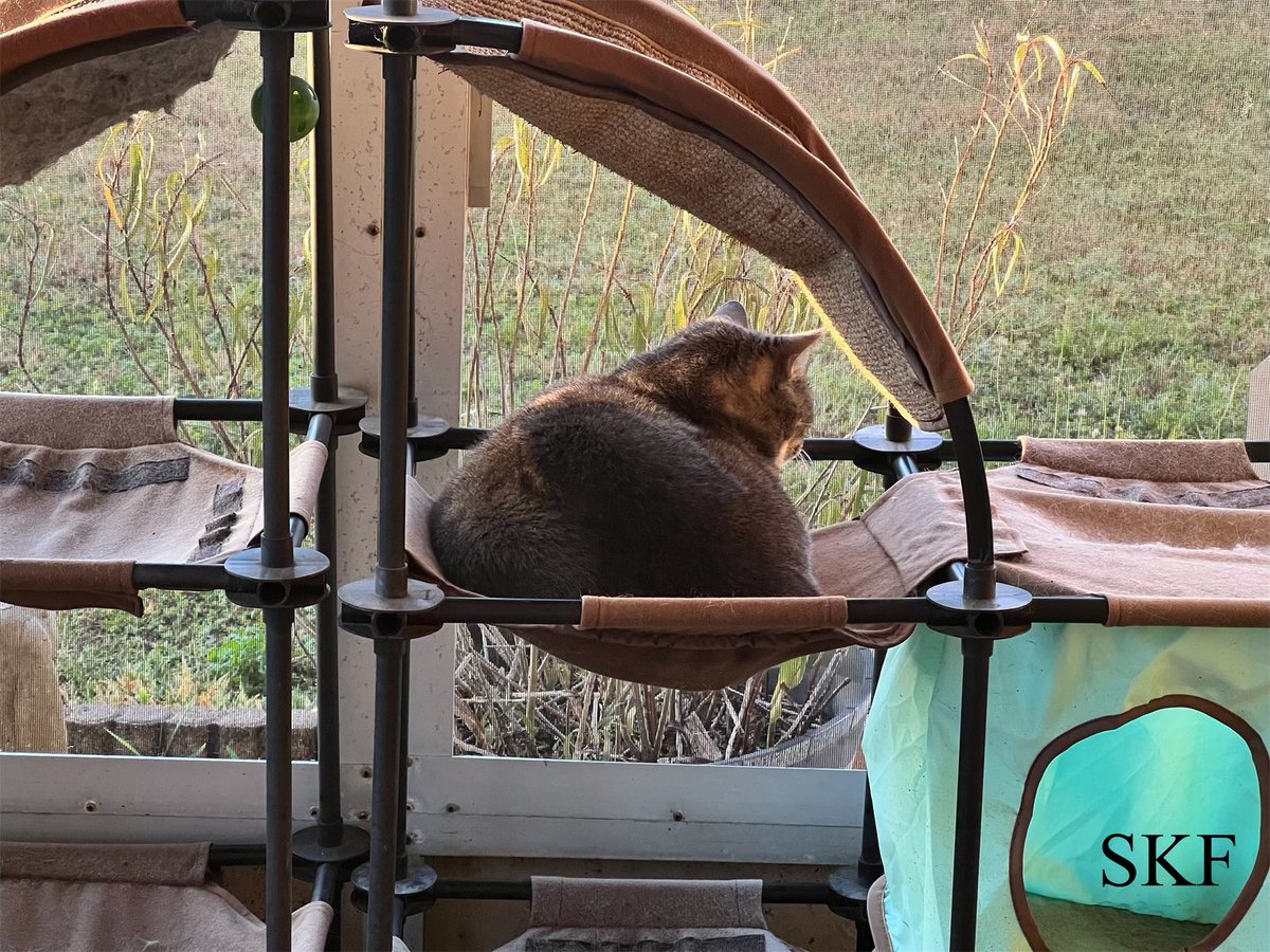 Sierra: Hello Everyone, It’s a beautiful #FridayMorning here on the Catico as I conduct my #HedgeWatch Patrol of the side yard Watching Sammie the Squirrel With her Peanuts, 🐿🥜👮‍♂️🌳🏡 I hope that you all have a Pawsome Day, ☮️💖😺 #CatsofTwittter #GreyPanfur #Purrs4Peace