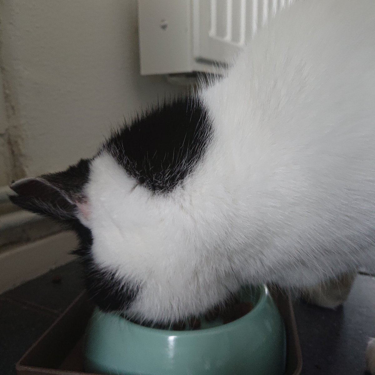 Scooby149517582's tweet image. Kijk mij eens eten... #mijn vertrouwde brokjes, nieuwe brokjes mag je weg doen😾😾. Krijg er ook jeuk van. Ren als 'n dolle door 't huis, meer likken etc. Vrouwtje had nog oude brokjes bewaard voor 't geval dat ik er niet tegen zou kunnen ... 😻 vrouwtje 💞