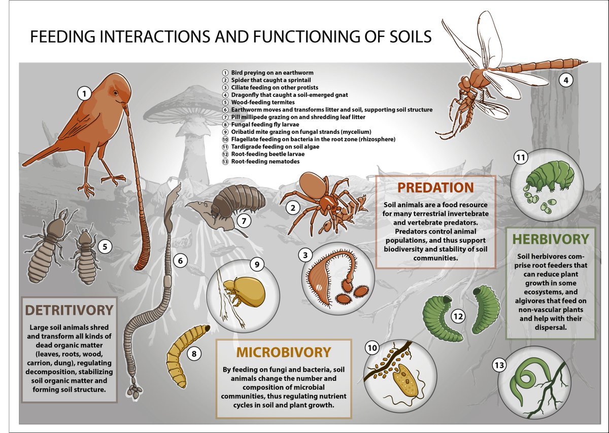 What, where and how do soil animals eat? globalsoilbiodiversity.org/blog-beneath-o… - read full story by @AntonCollembola & @OlafUCD 🦠🍄🐜🪱🤎