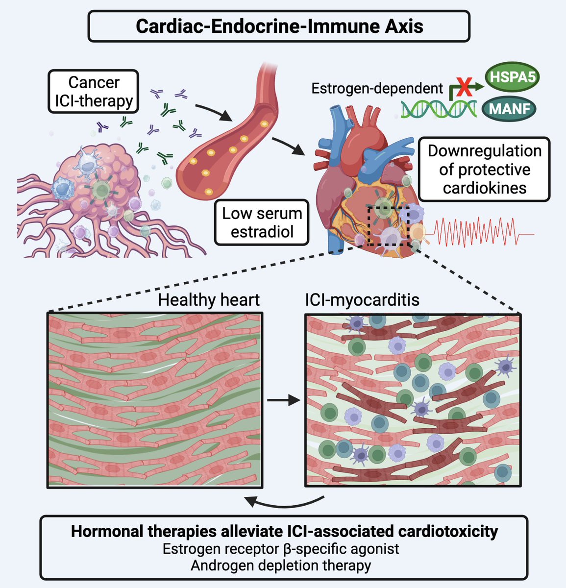 We show that MANF &amp; HSPA5, cardiac ER-stress (UPR) proteins are decreased in ICI-myocarditis, play causal role in modulating myocardial inflammation &amp; are regulated by sex hormones.