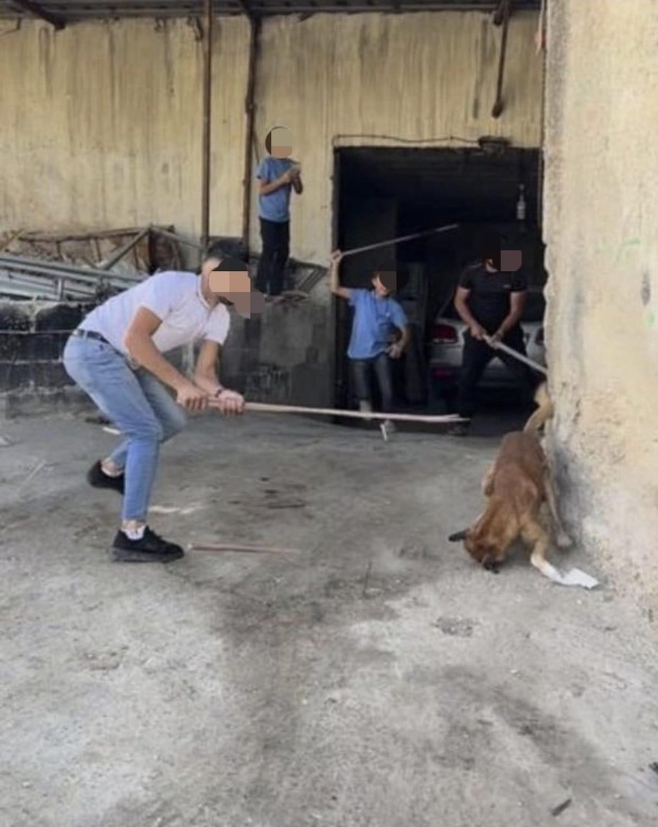 KhaledAbuToameh's tweet photo. The mayor of Hebron offered 20 shekels to anyone who kills a dog in his city. Palestinians took to the streets, torturing and killing dozens of dogs. https://t.co/VnxGvOwwqQ