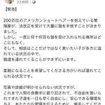 緊急!大規模な多頭飼育崩壊が発生しました。アメリカンショートヘア２００匹の里親様を東京近郊で探しています