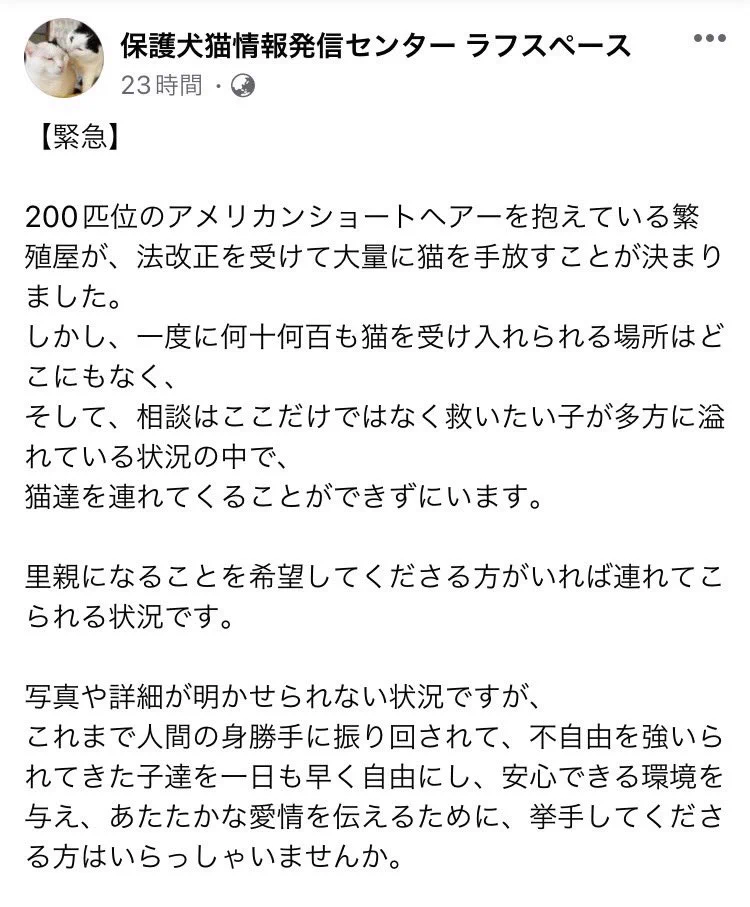 緊急！大規模な多頭飼育崩壊が発生しました。アメリカンショートヘア２００匹の里親様を東京近郊で探しています