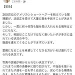 緊急!大規模な多頭飼育崩壊が発生しました。アメリカンショートヘア２００匹の里親様を東京近郊で探しています