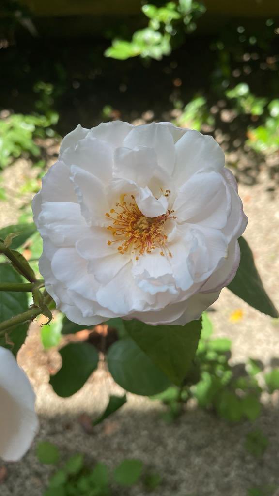 Simona66835502's tweet photo. Le mie rose #jerusani #jeru 🤍 https://t.co/T2Tk7MUQSE