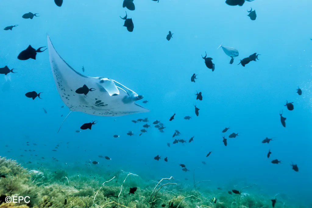 VisitaFilipinas's tweet photo. 💦¿Con ganas de ir a bucear?

Tubbataha, uno de los mejores sitios del mundo para practicar buceo, te está esperando🙌🏻.

🐠Cuenta con más 600 especies de peces y 360 especies de coral. 

⚠️Sólo es posible acceder a él navegando y se puede visitar de marzo a junio.

#Filipinas https://t.co/SXHAA4ixeK