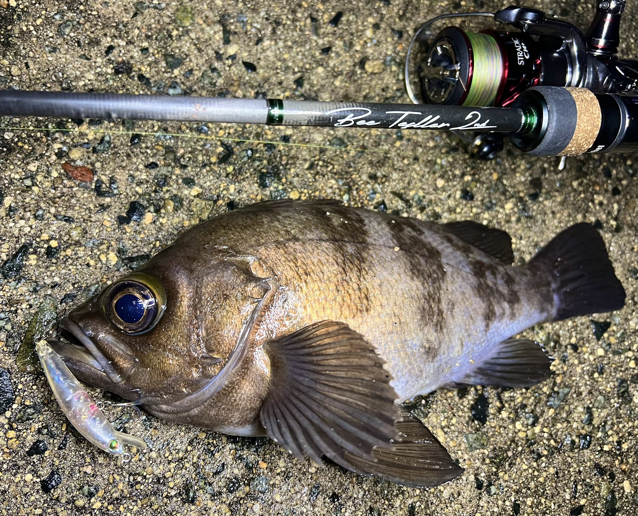 INX.Label ビーテスラー2nd 74L shinの釣行記:ビーテスラーの2ndモデル（DXS-BT74L）