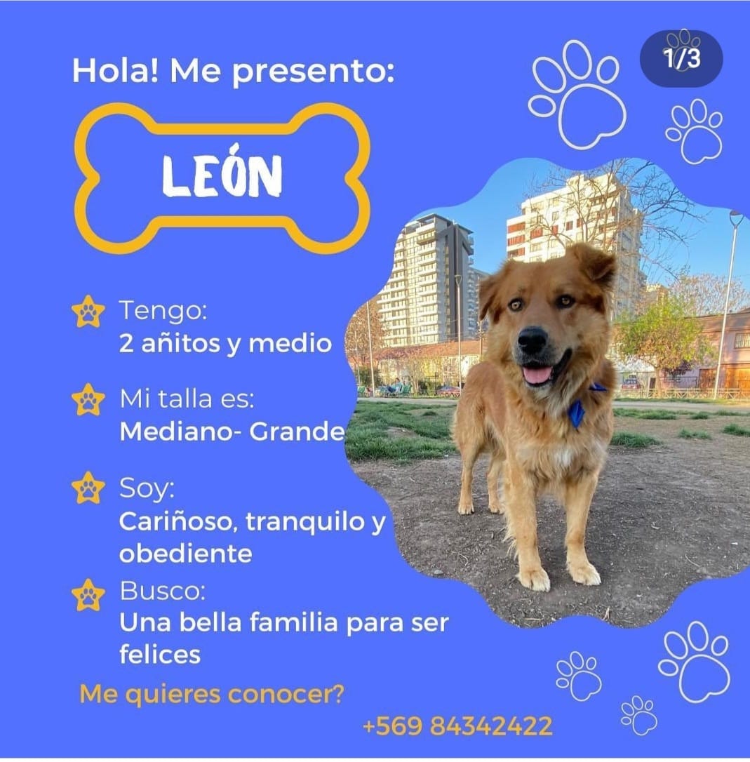 Vamos x un Hogar para el lindo #LEON es un hermosos perri que sobrevivió al abandono que tuvo siendo un cachorro.
Es muy cariñoso, sabe comportarse en casa y dpto. 
#Ayuda a difundir
#AdoptaNoCompres muchos esperan x un Hogar