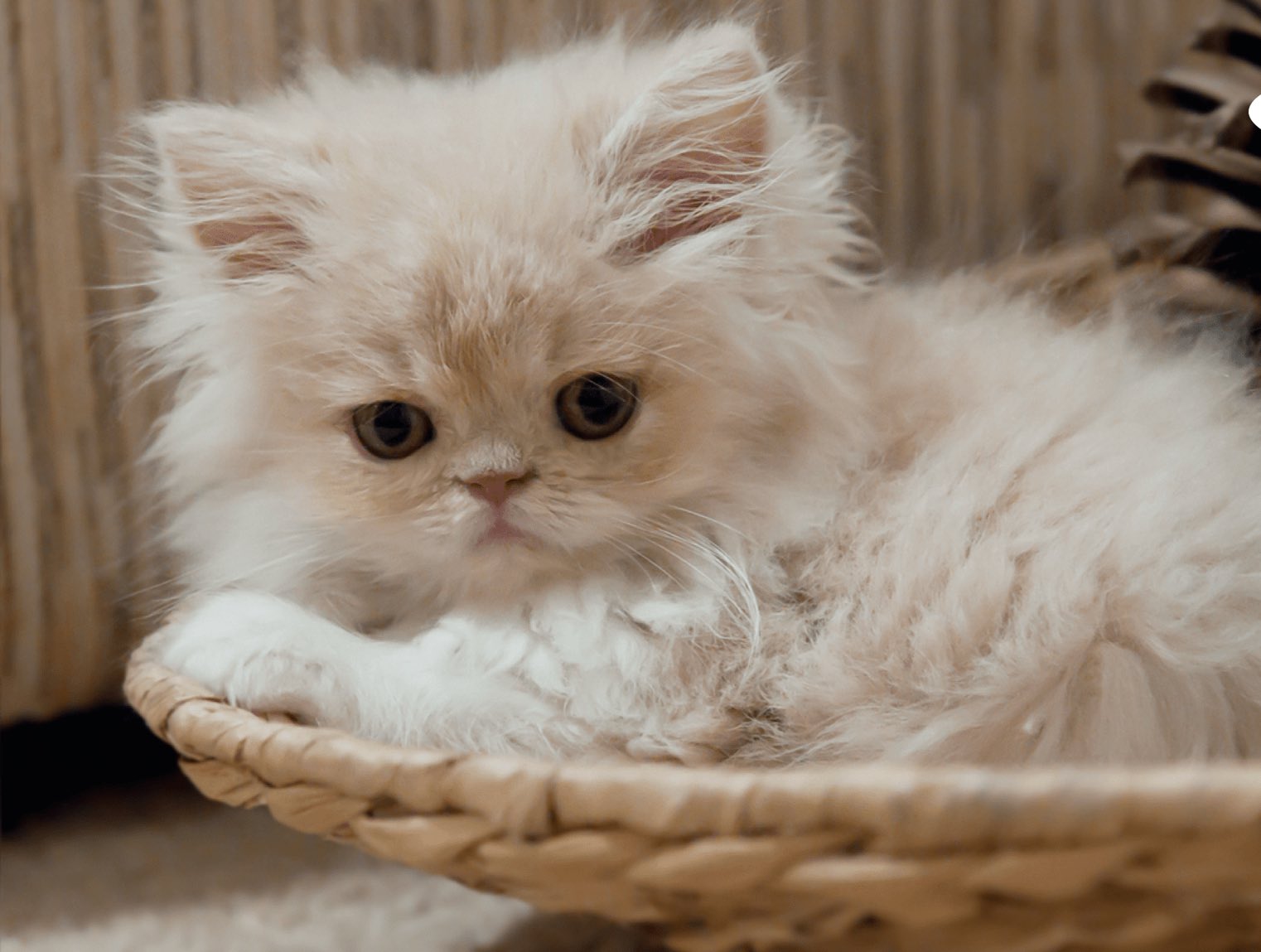 котики фото красивые милые