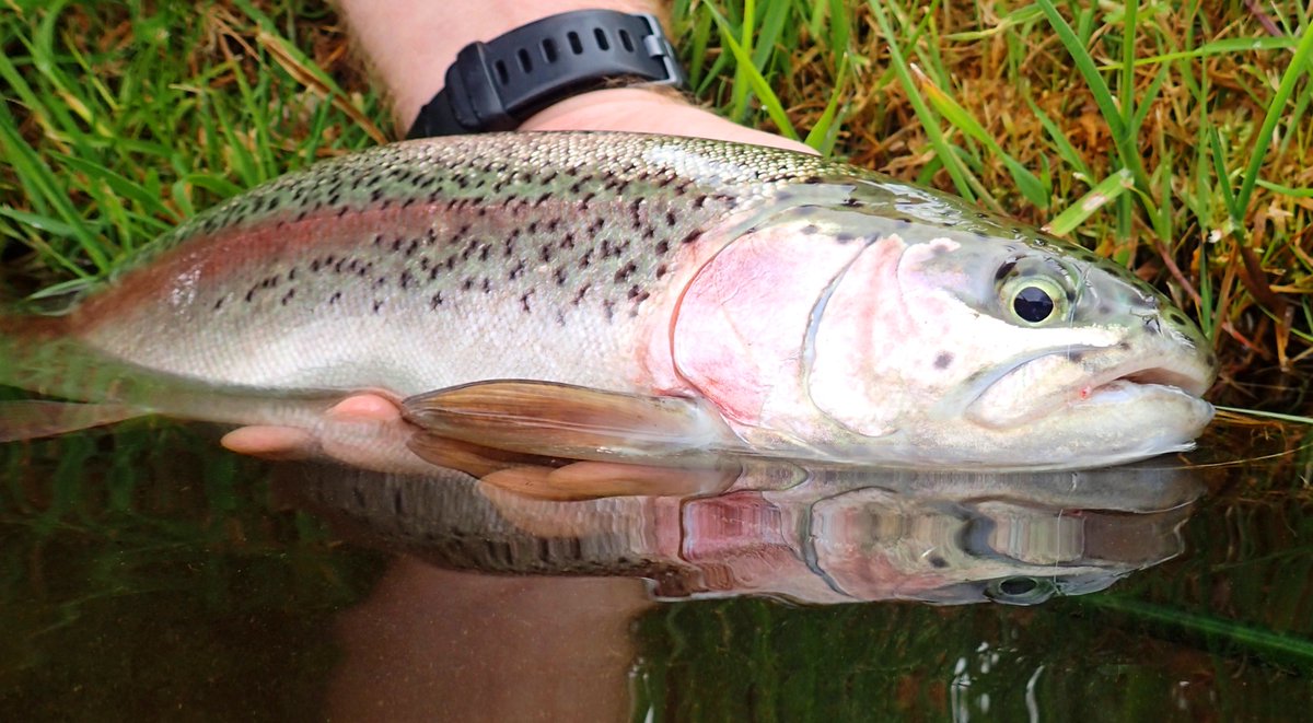 FFFTmag's tweet photo. Room to roam. The trout fishery that's become a reliable 'Plan B' for when the river Deveron is out-of-sorts.
#stillwater #troutfishing #flyfishing #rainbowtrout #deveron #aberdeenshirefishing https://t.co/nzhqejXZvX