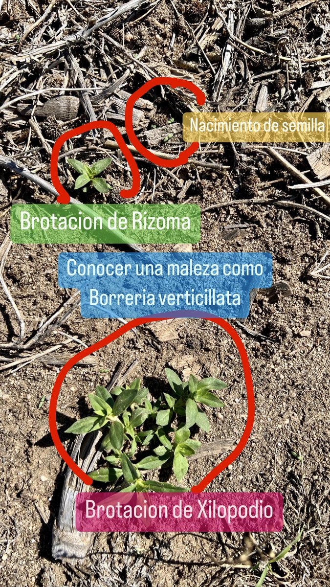 AgroExperimental tweet media