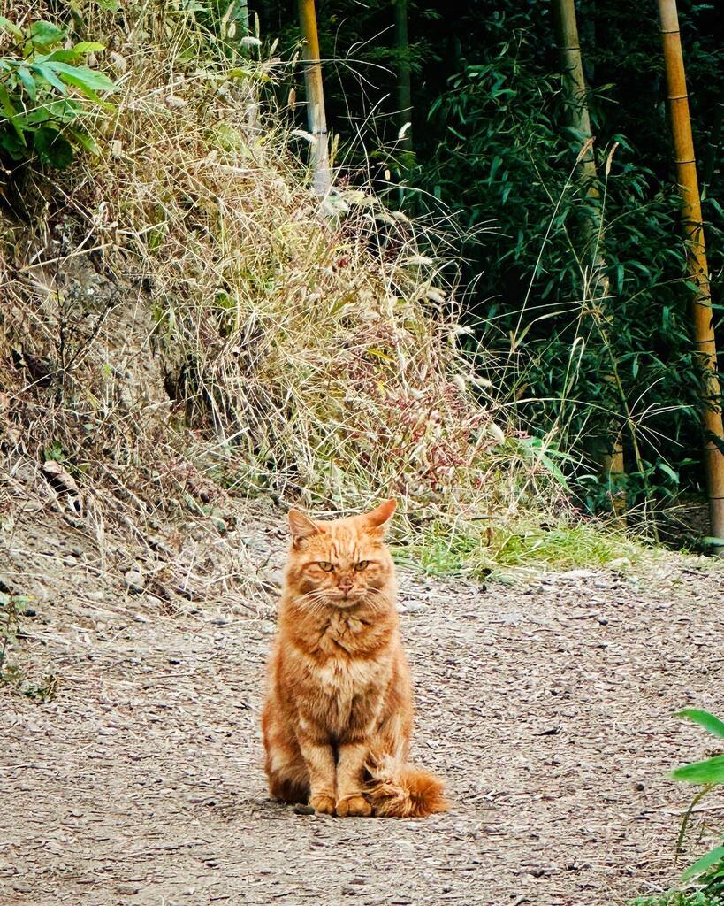 nishikura's tweet photo. #cat_like_fox
#pgfcamp is his territory https://t.co/PyU8oAIyRh https://t.co/fTHXtl6jbw
