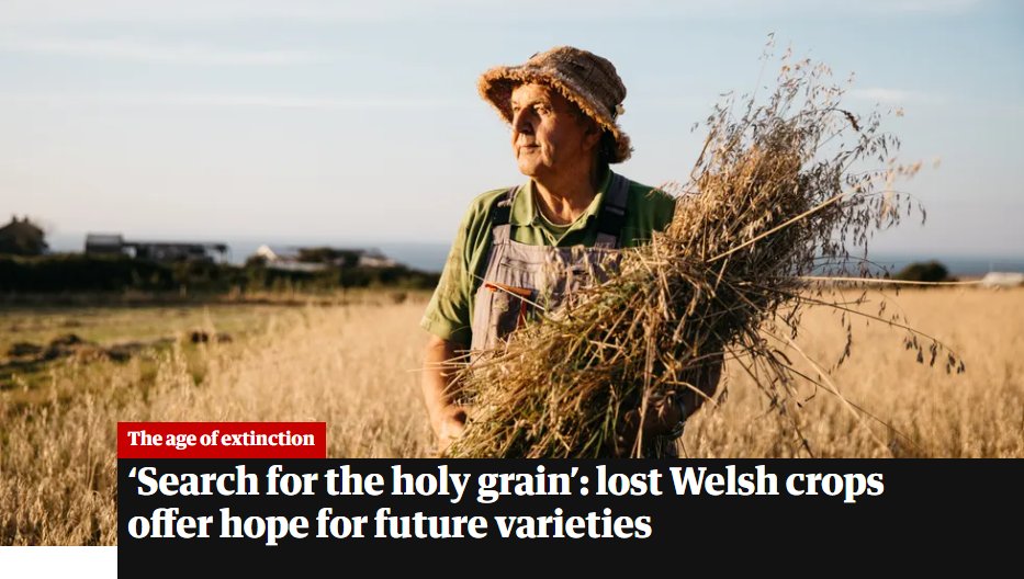 Ancient grains to help tackle the #NatureCrisis? “Farmers now have got to adapt to use less artificial fertiliser, fewer pesticides and farm more with nature. These ancient varieties – the cereals, barley, wheat and oats – have a role to play." 
theguardian.com/environment/20…