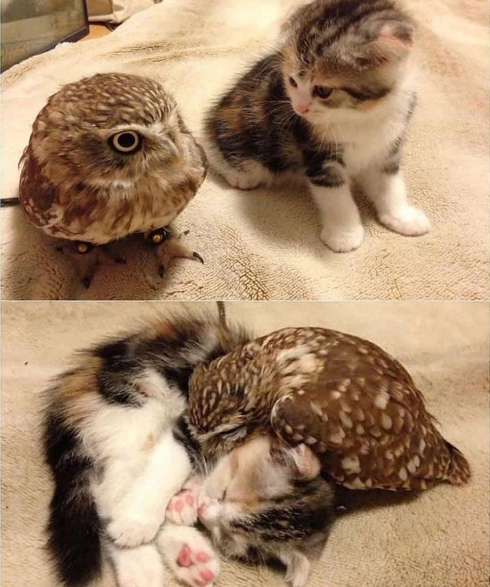 Take_Meow_Hand's tweet image. 