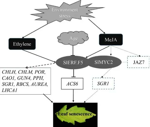 Plant Science (@sci_plant) on Twitter photo The AP2/ERF transcription factor SlERF.F5 functions in leaf senescence in tomato 
link.springer.com/article/10.100… 
#plantsci ♻️ The AP2/ERF transcription factor SlERF.F5 functions in leaf senescence in tomato 
link.springer.com/article/10.100… 
#plantsci ♻️