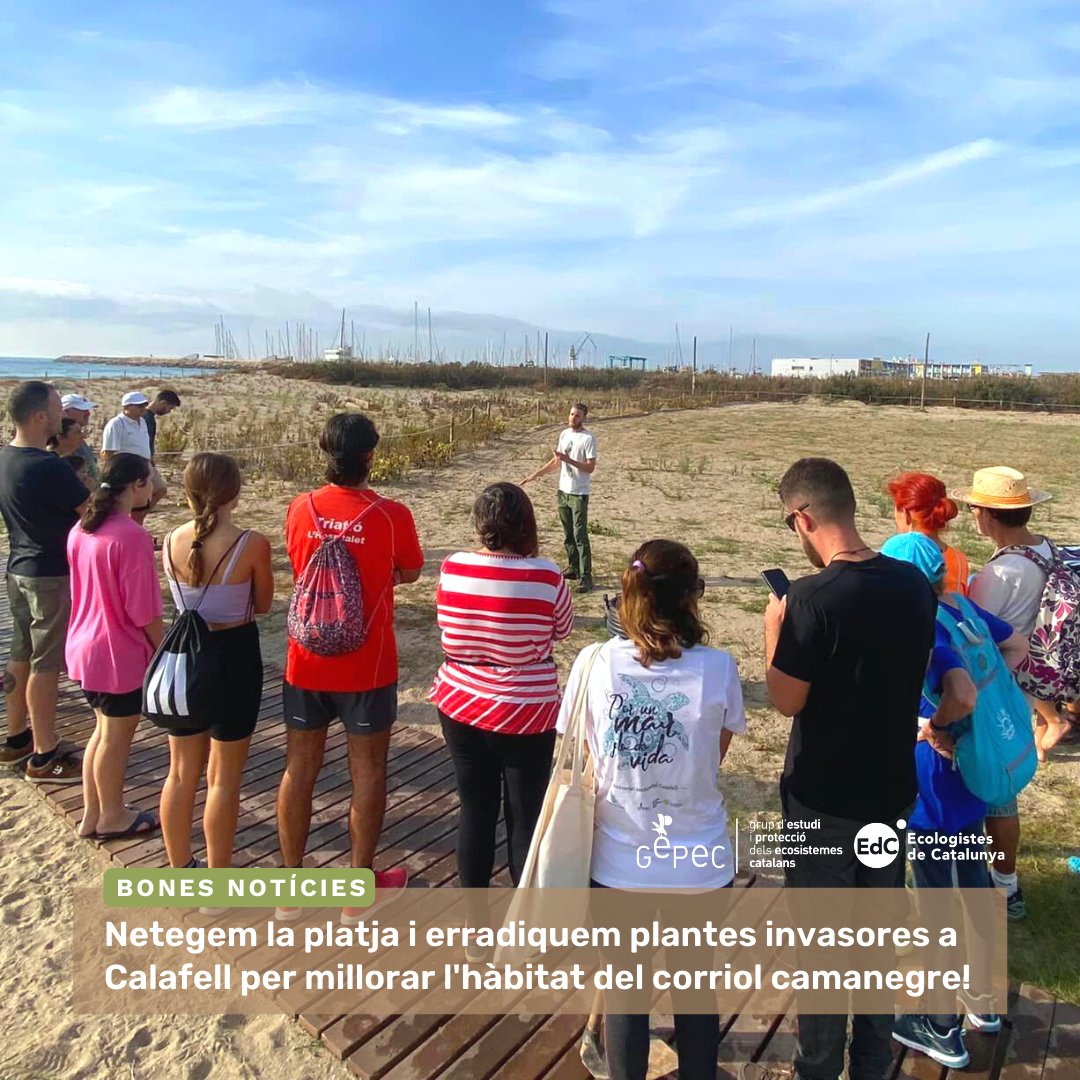 gepecedc's tweet photo. 🐥 A la jornada de voluntariat, vam netejar la platja i vam arrencar una planta molt invasora anomenada #xanthium 🌿 

Tot per a que aquest petit ocell pugui tornar a les nostres platges per nidificar 💚

Gràcies a tothom qui vau venir i a l'@AjCalafell pel suport! 🙌 https://t.co/JRDqToQMRx