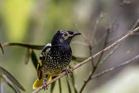 Noguesbravo's tweet photo. Many congrats Xufen Liu for your MSc thesis! linking genomics with #EssentialBiodiversityVariables
"Genomic Signature of population decline in a highly-mobile endangered Australian bird"
Was great to supervise your work with @HernMoral https://t.co/WnL6lxfaoV
