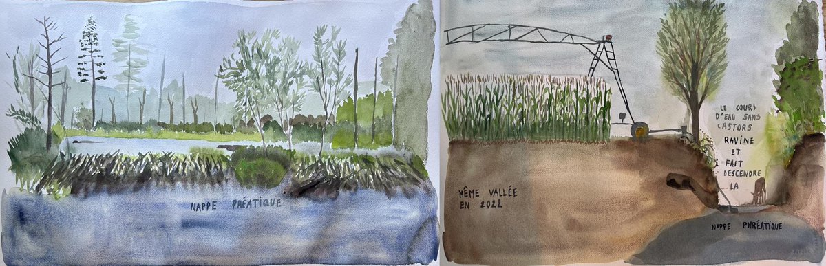 Restauration des rivières : le #castor est un allié ! 🦫 💧🌱 
#ALire🚨📰L'article "Castor, un plan d'action nord-américain pour le climat en eau douce" de Chris E. Jordan et <a href="/EmilyFairfax/">Dr. Emily Fairfax</a> (traduction par Hervé Covès et <a href="/SuzanneHusky/">bhbhb</a>)
▶️ sauvonsleau.fr/jcms/e_27984/c…