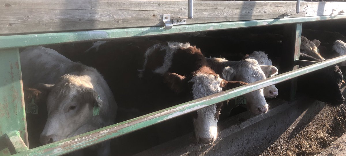 All about beef farming at Schneider cattle farm. Great tour of barn and an in-depth look at beef cattle from Manitoba pasture to Palmerston farm. Big thanks to Jason and Cole
<a href="/NorwellDSS/">Norwell DSS</a> <a href="/UGDSB_SHSM/">UGDSB SHSM</a> <a href="/BeefFarmersON/">Beef Farmers of Ontario</a>