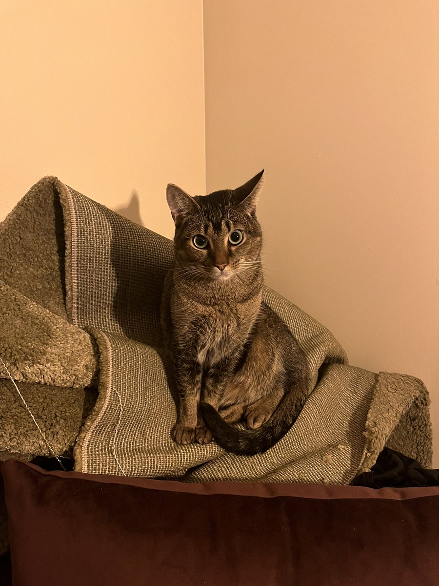 voodookitter's tweet photo. look crampet soooo cute look those big i’s !!!! adorble https://t.co/Oxg6peGjyf