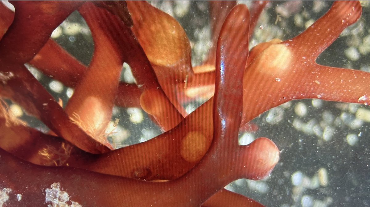 emma_place's tweet photo. Some microscopy lab photos I took the other day in Phycology! Happy #phycologyfriday 

#algae #seaweed @bwysor_getalgae @myrwu @rwusciences https://t.co/WEJl8wpbS2