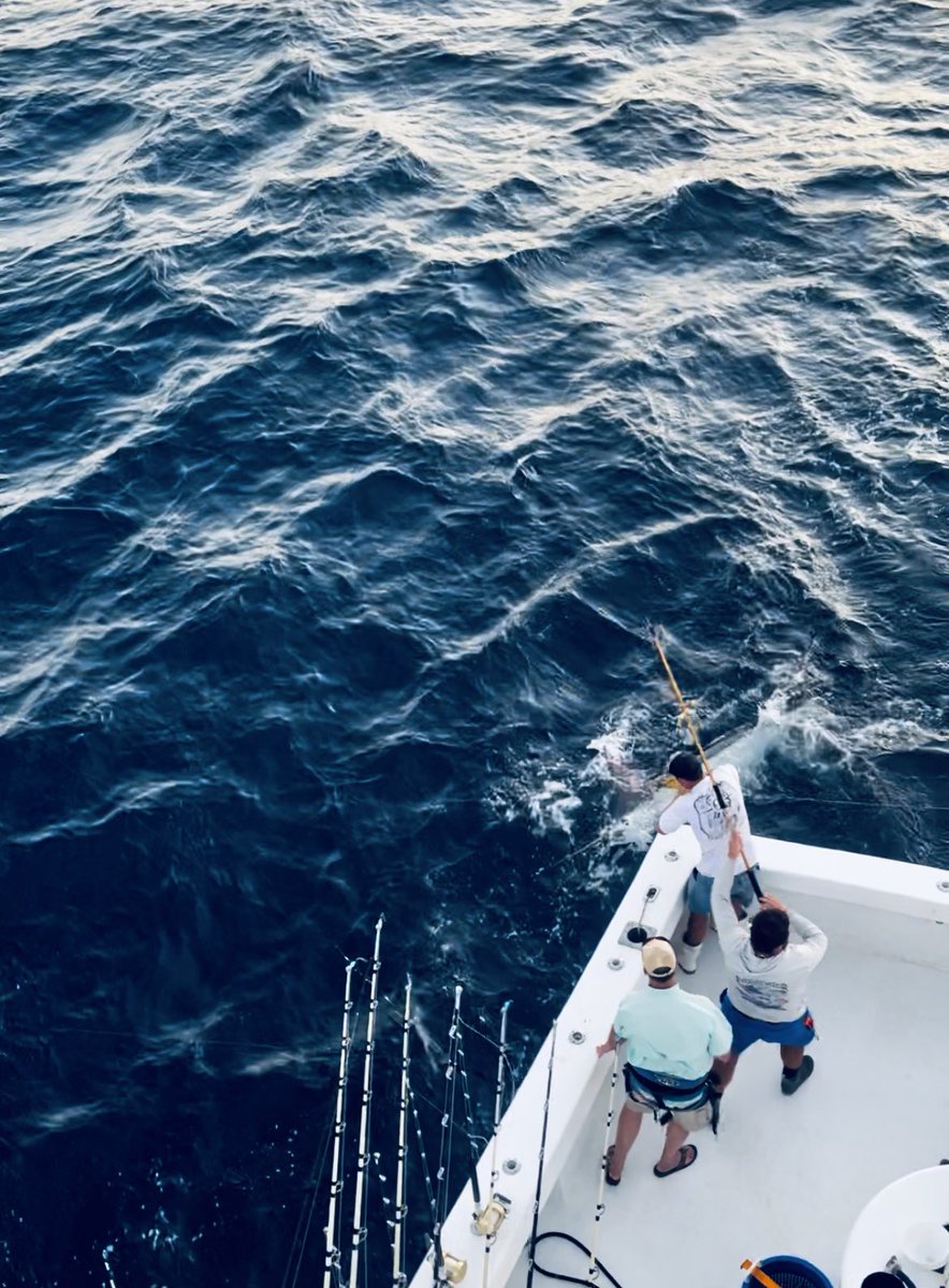fishgulfshores's tweet photo. A nice Blue Marlin for Billy yesterday.  Was an awesome day of fishing! #fishorangebeach #andemonofilament #mustadfishing #uafish https://t.co/B569uRc6gI
